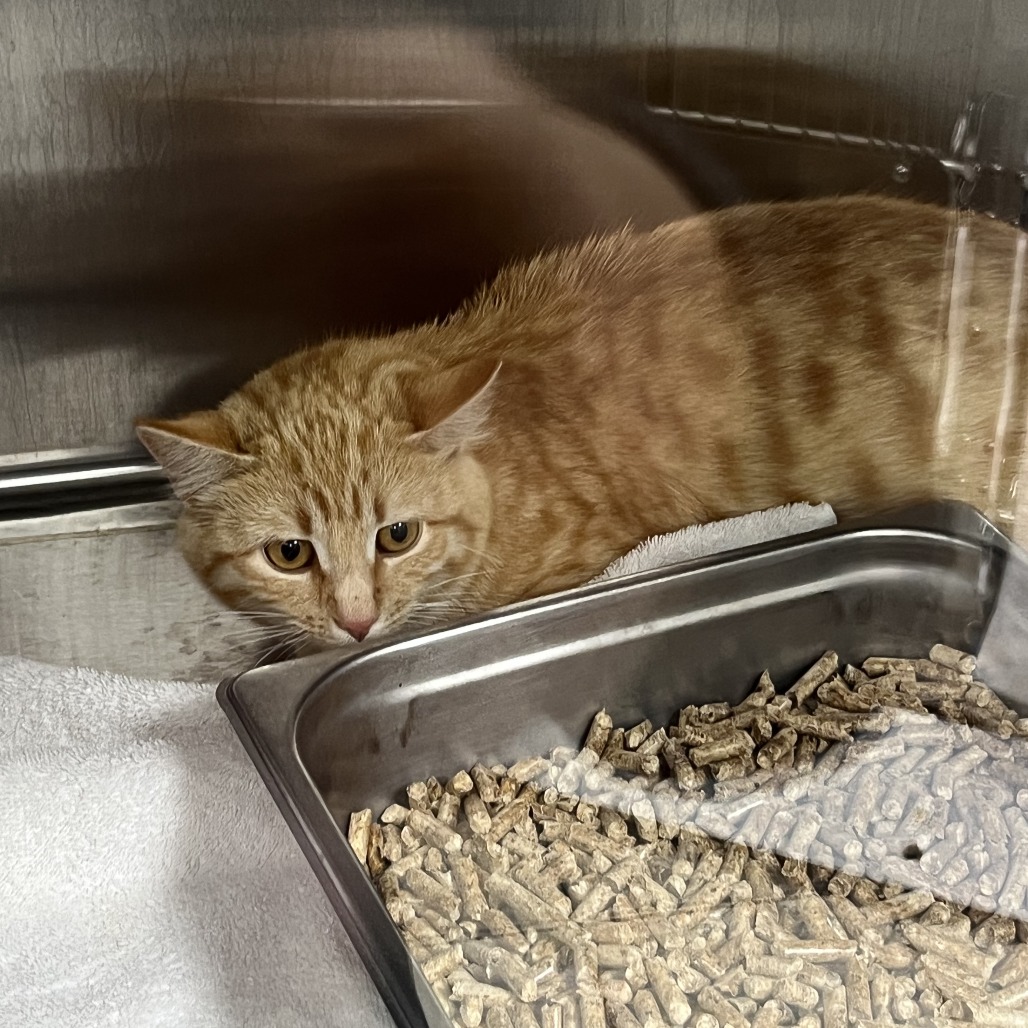 Stray Hold - Pumpkin