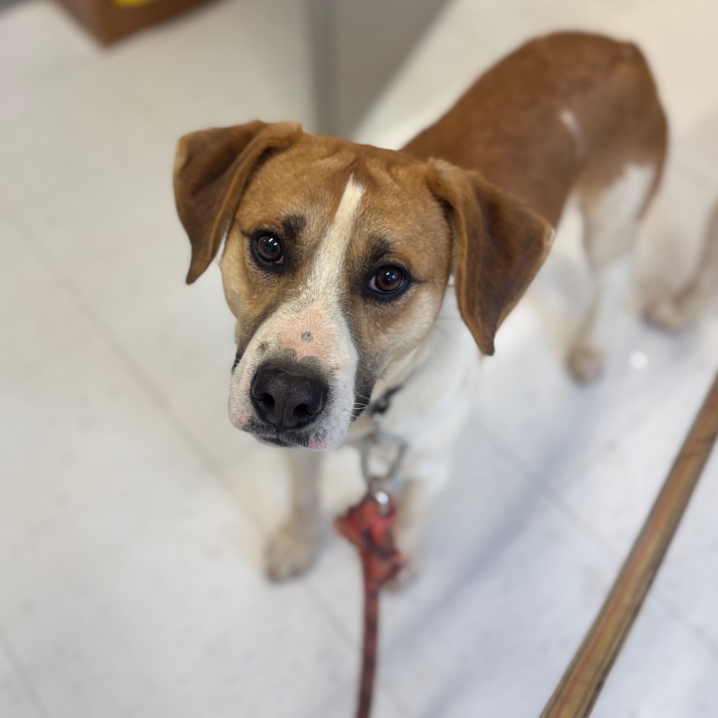 Jack — thumbnail 4