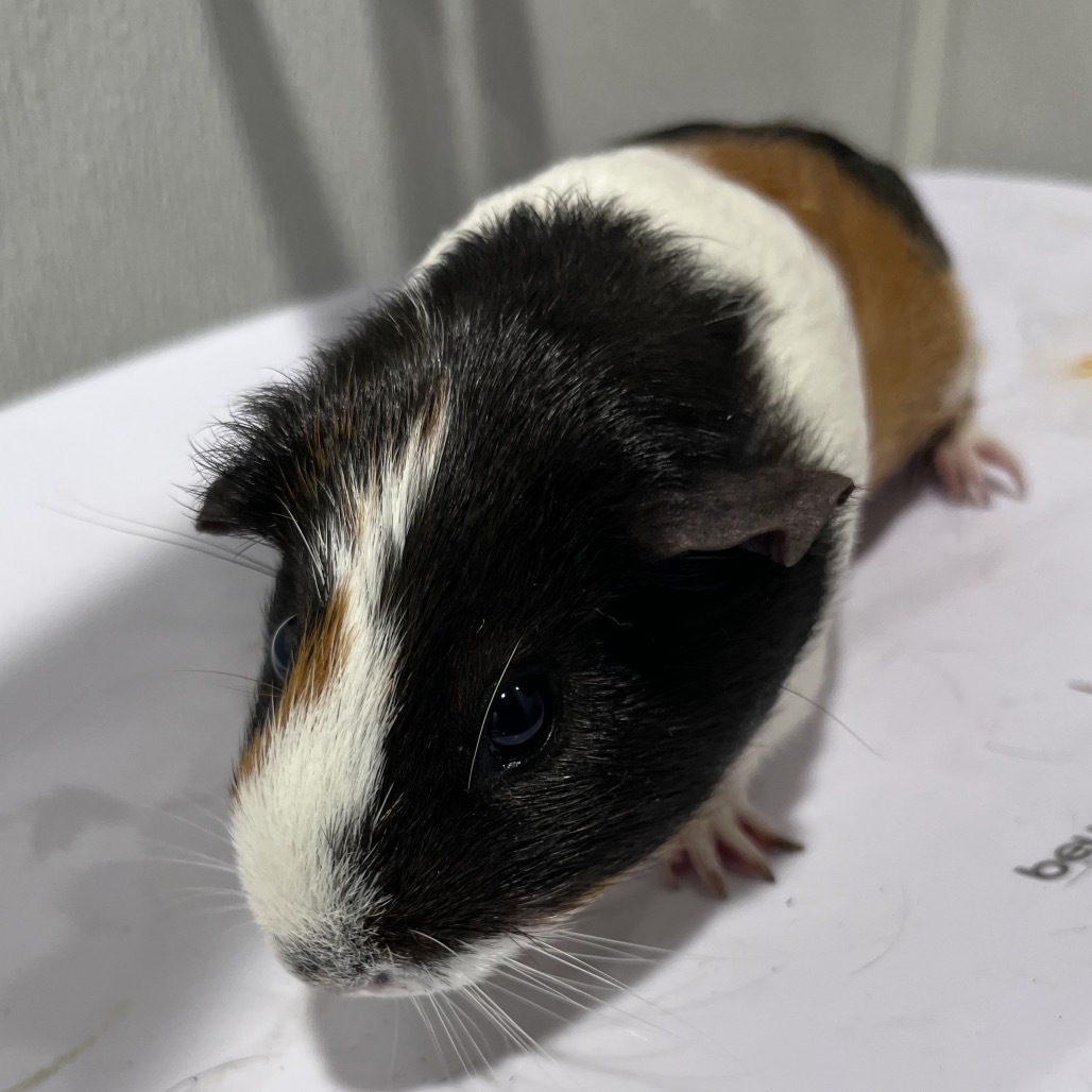 Sweet Pea 