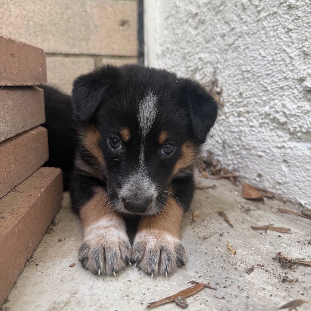Cattle Dog