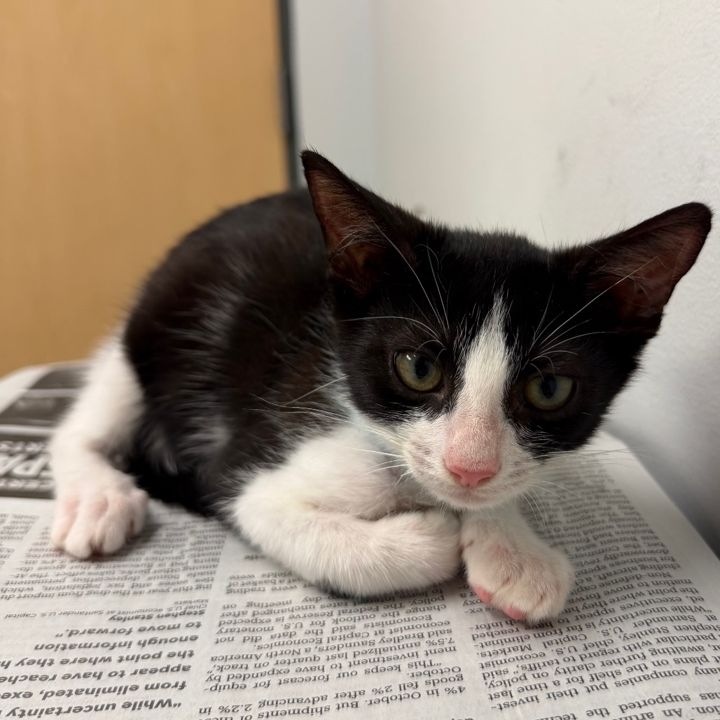 LITTLE BIT - Domestic Shorthair available for adoption