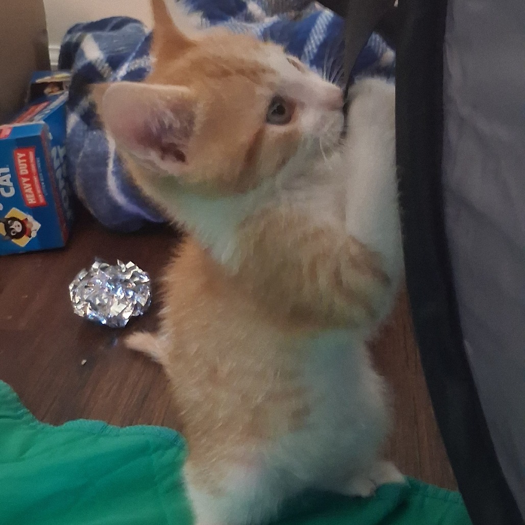 Osiris(cheddar)