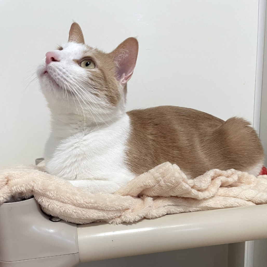 Xion — thumbnail 5