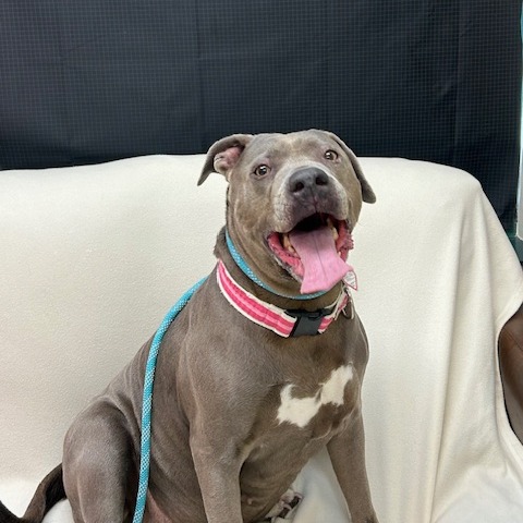 Xena $99 — thumbnail 8