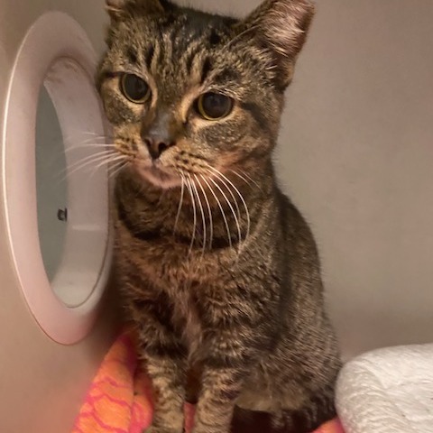 Laira — thumbnail 4