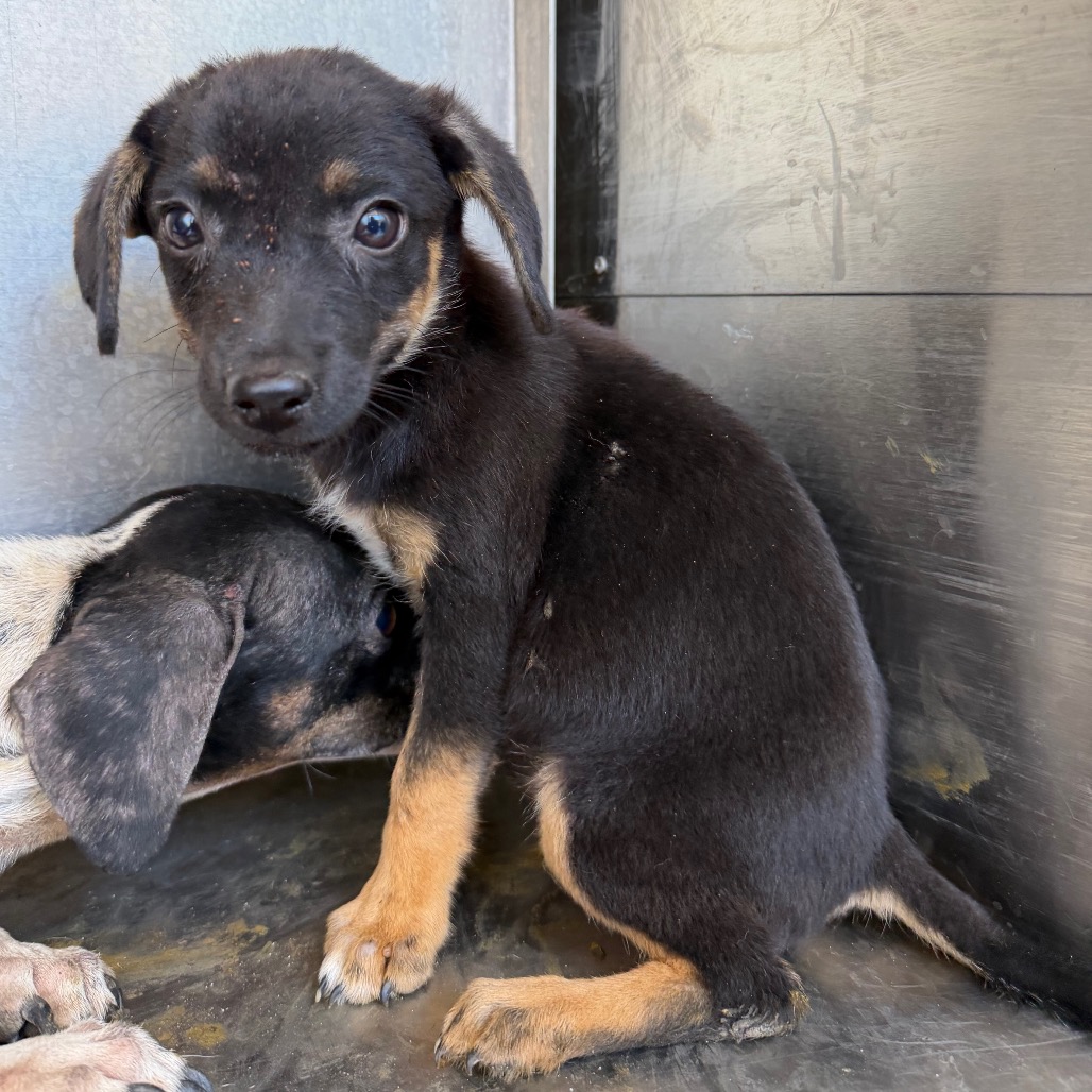 LITTLE BEAR - Terrier available for adoption
