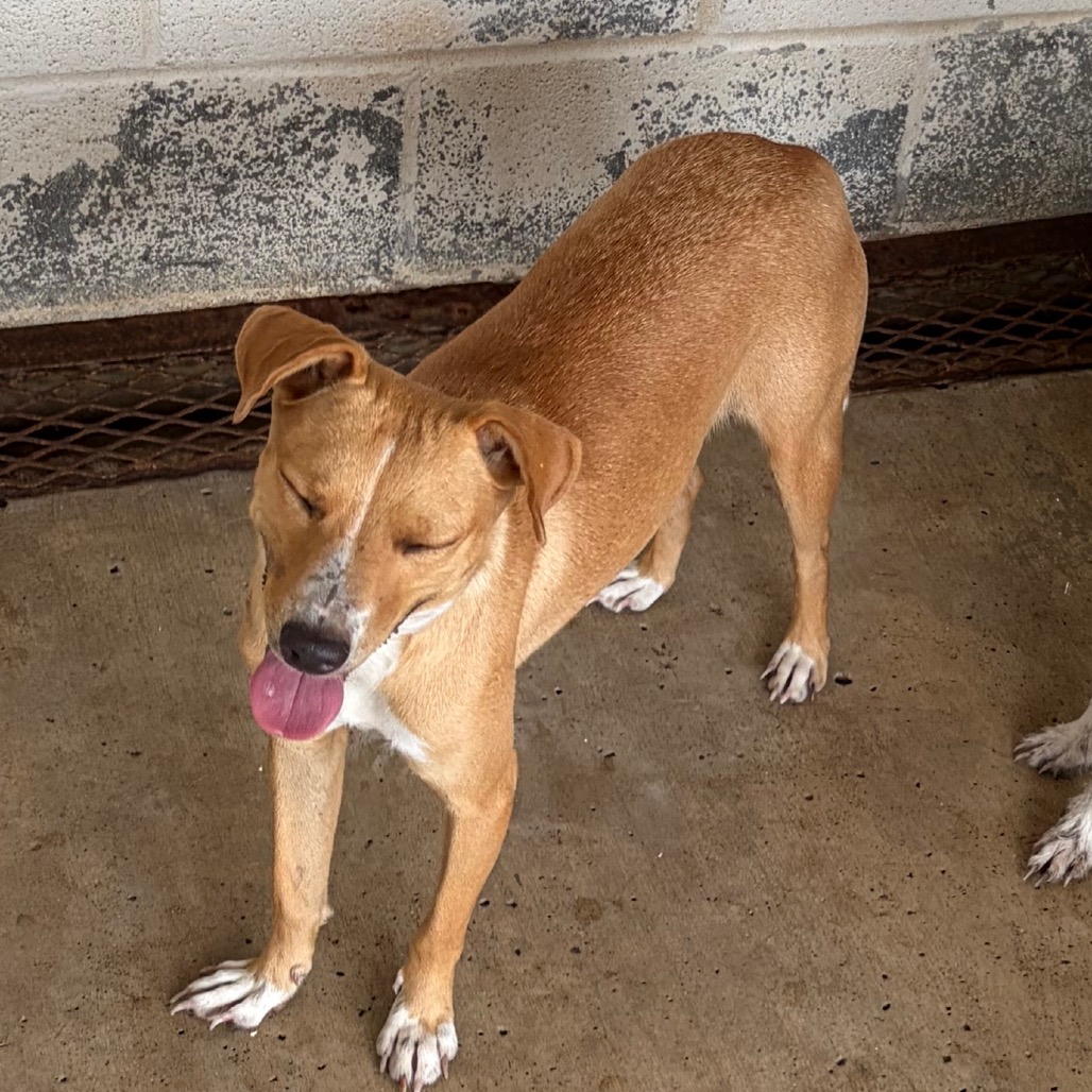 TOYA - Terrier / Mixed Breed (Medium) available for adoption