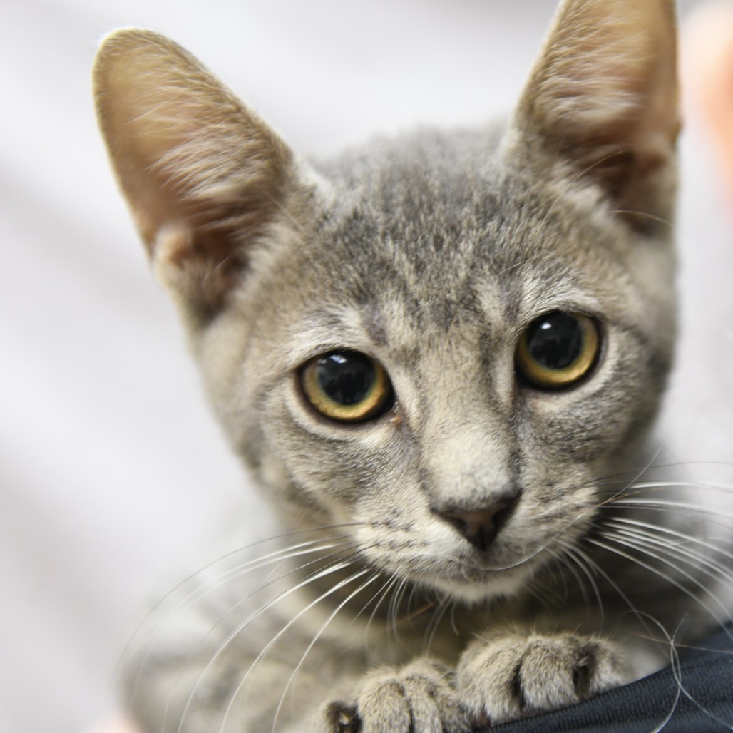 Haunani - Domestic Shorthair