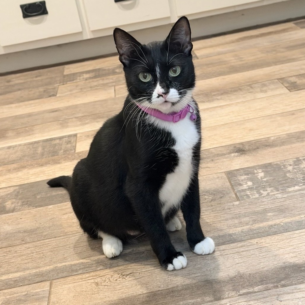GREEN PEA - Domestic Shorthair available for adoption