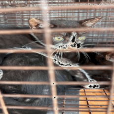 TAHITI (661116) - Domestic Shorthair available for adoption