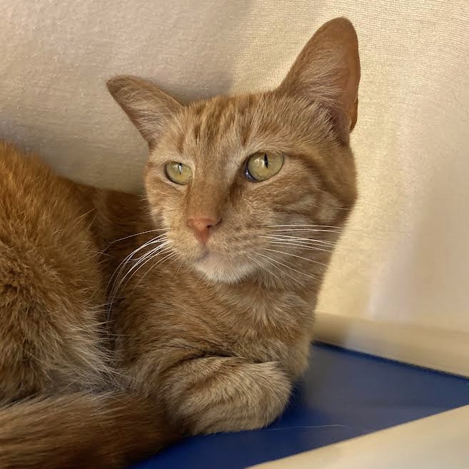 TANGI - Domestic Shorthair available for adoption