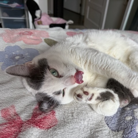 Fawn--In Foster, photo 6