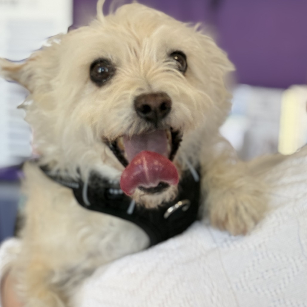 Oliver — thumbnail 2