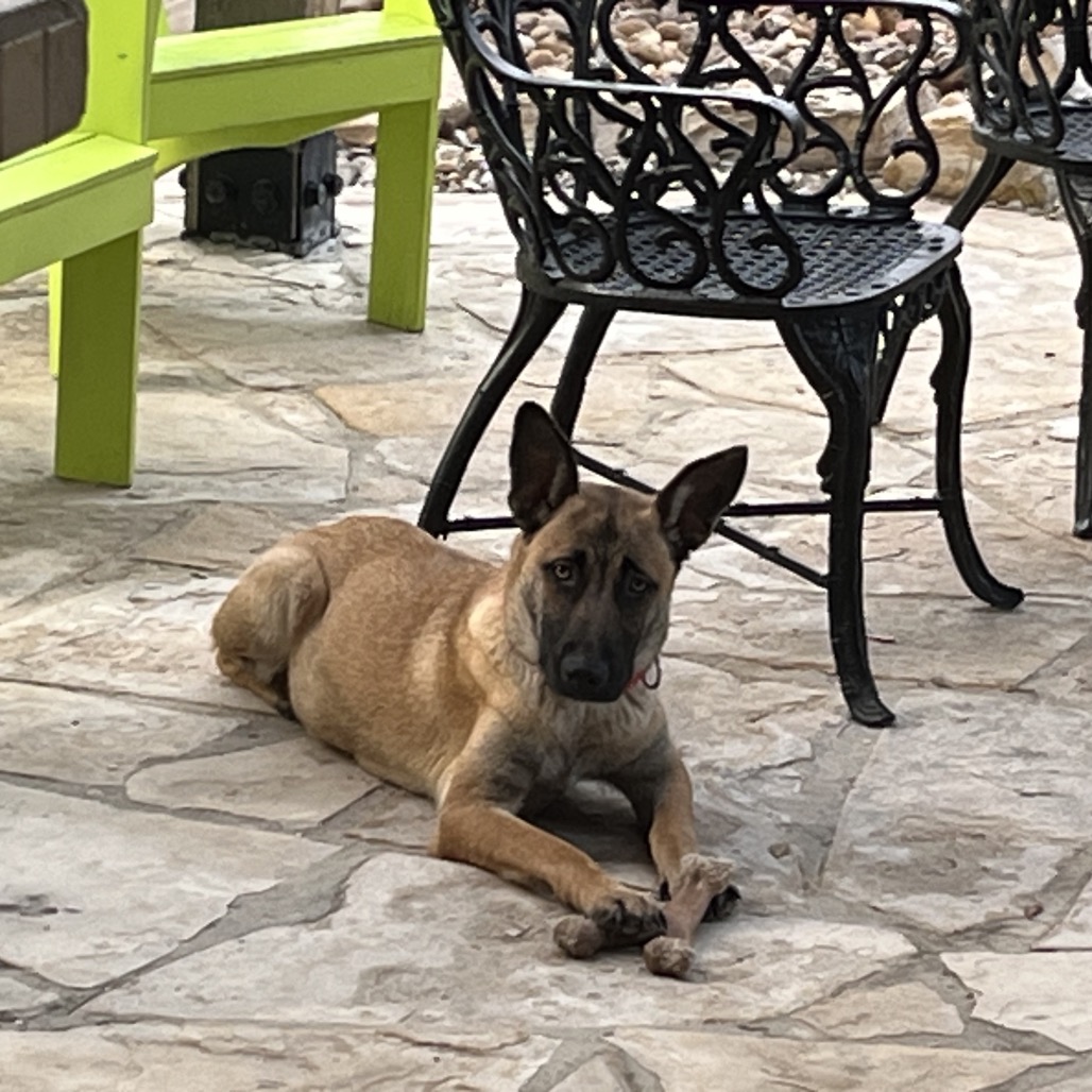 Lilly, photo 9