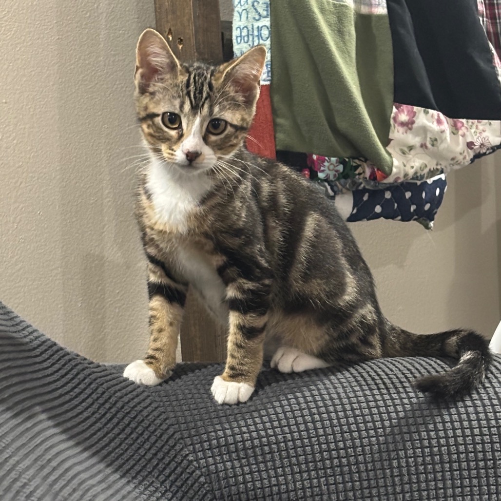 OWYN - Domestic Shorthair available for adoption