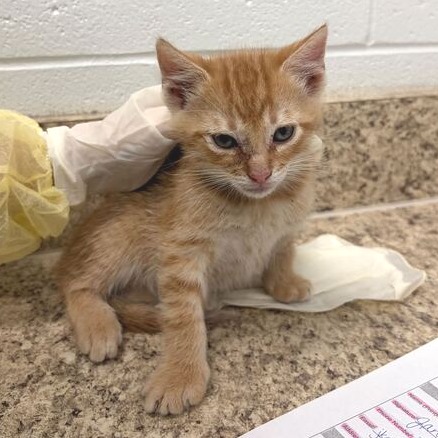 BENSON 2 - Domestic Shorthair available for adoption