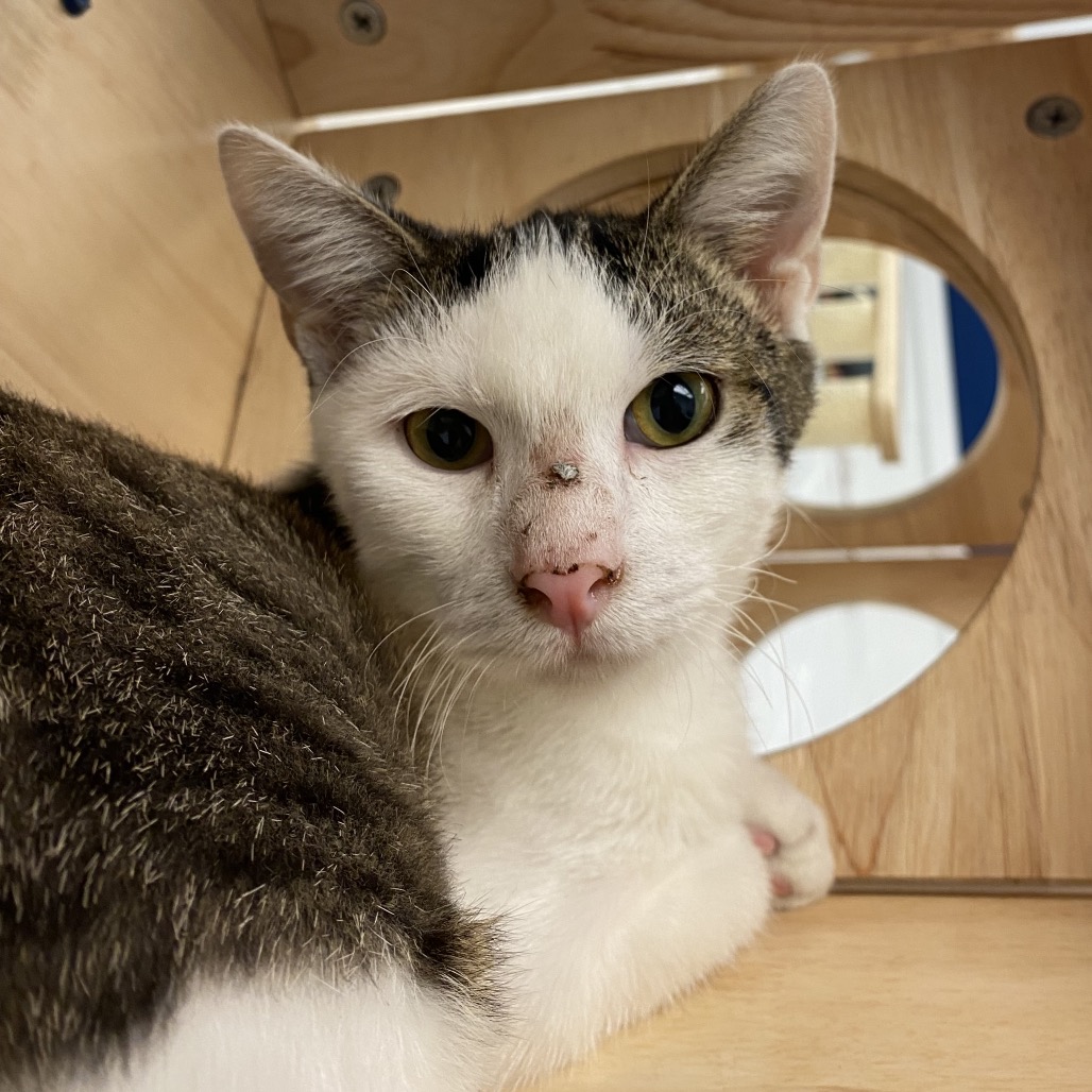 MARTIN - Domestic Shorthair available for adoption