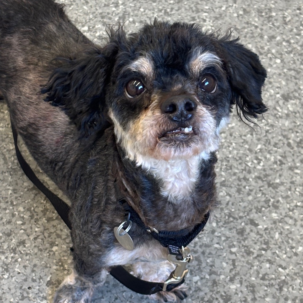 Knox — thumbnail 3