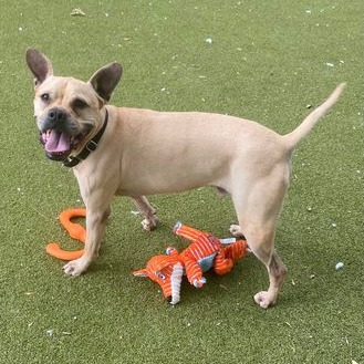 Vindaloo, adoptable senior dog