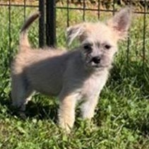 BUTTERCUP - Chihuahua / Terrier, Wirehaired available for adoption
