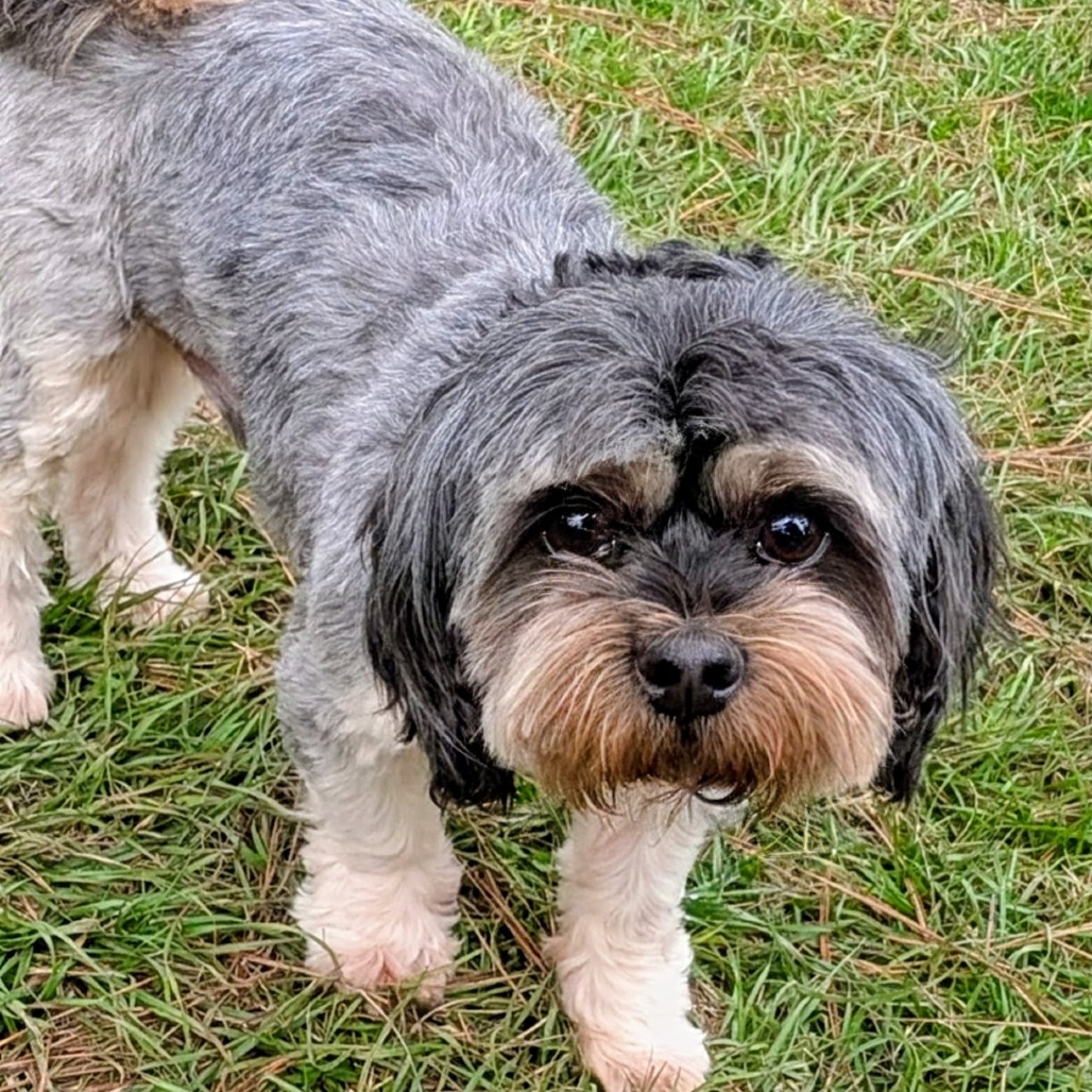 Camo Rescue Allan Red is available for adoption at CAMO Rescue