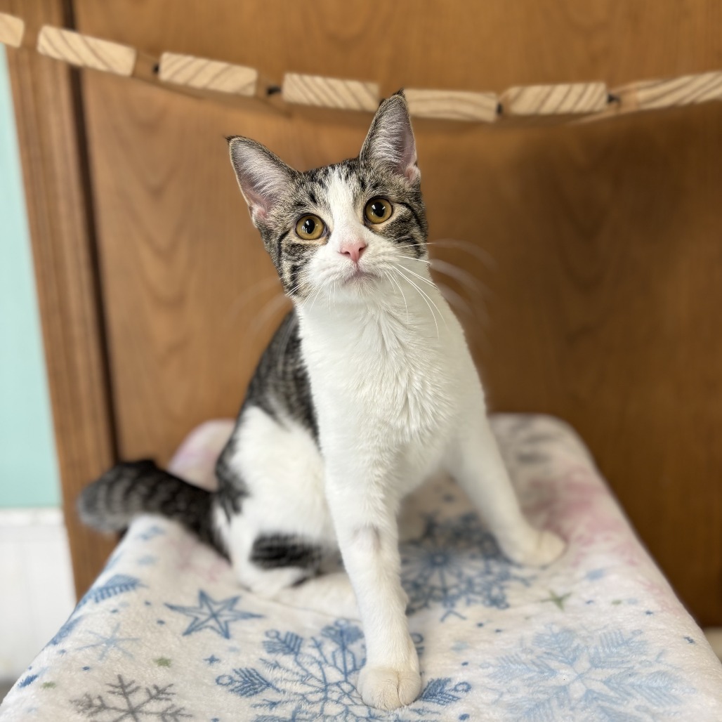 Vada--At Pet Supplies Plus***ADOPTION PENDING***, photo 4