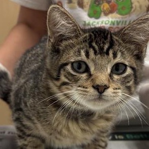 BONE - Domestic Shorthair available for adoption