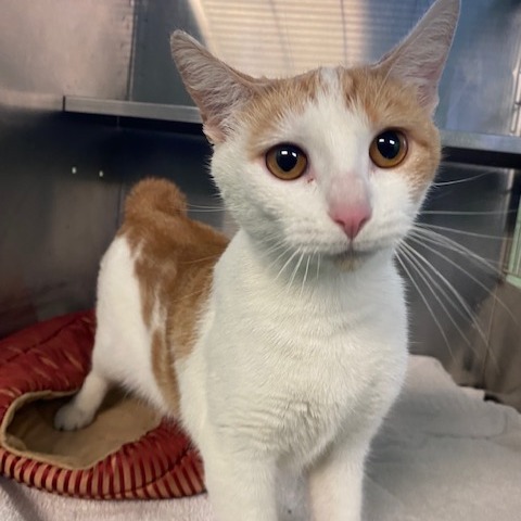 RUE - Domestic Shorthair available for adoption