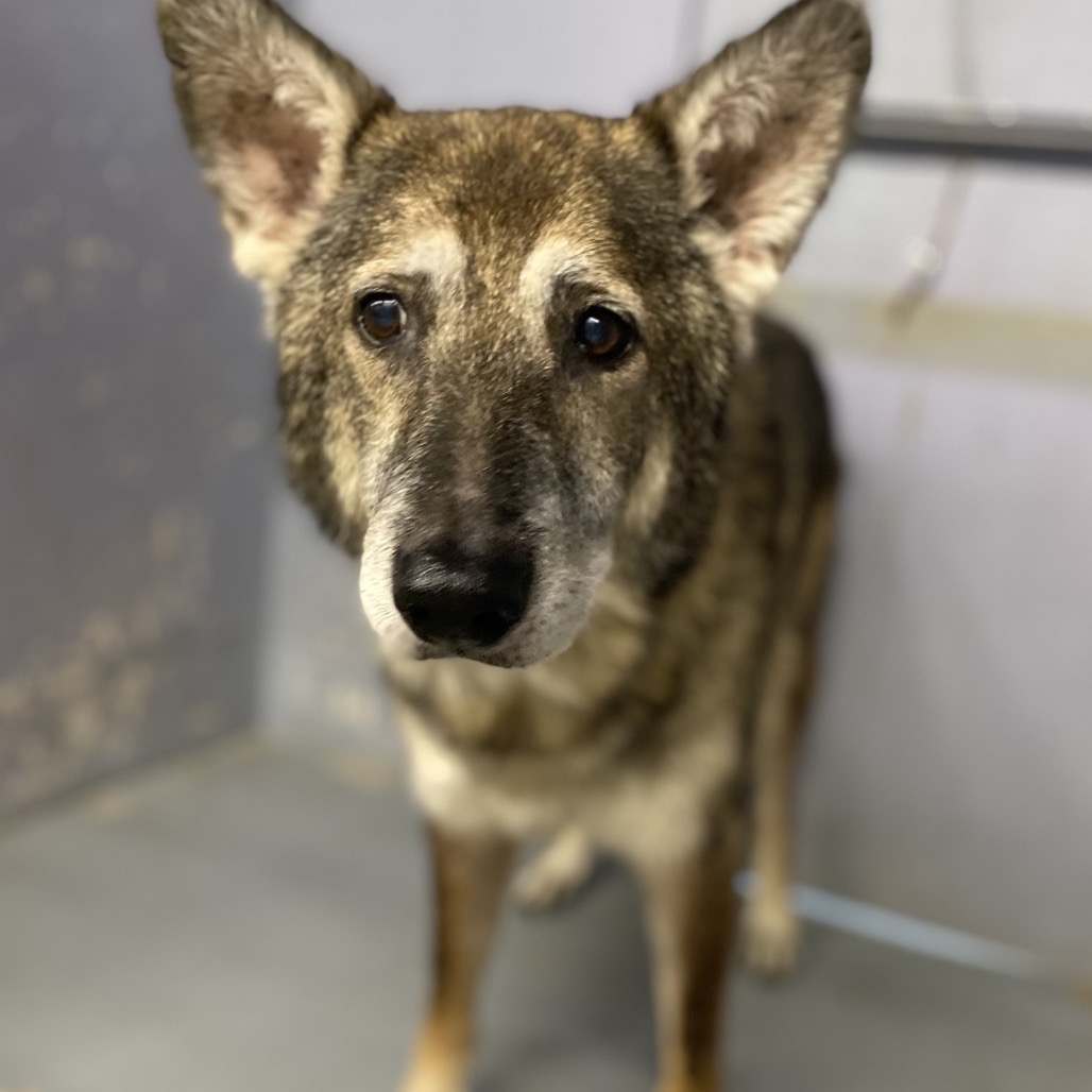 COYOTE