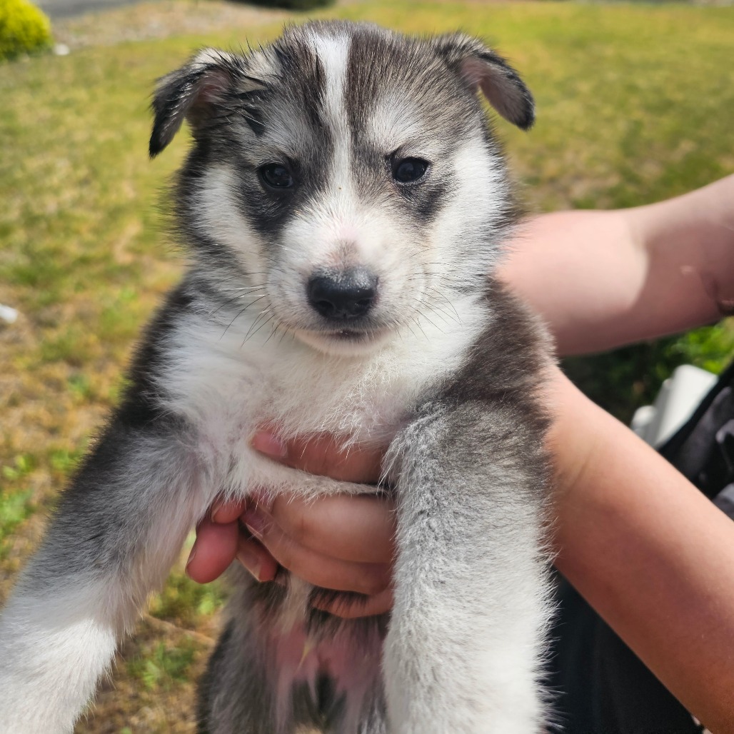 Rocco