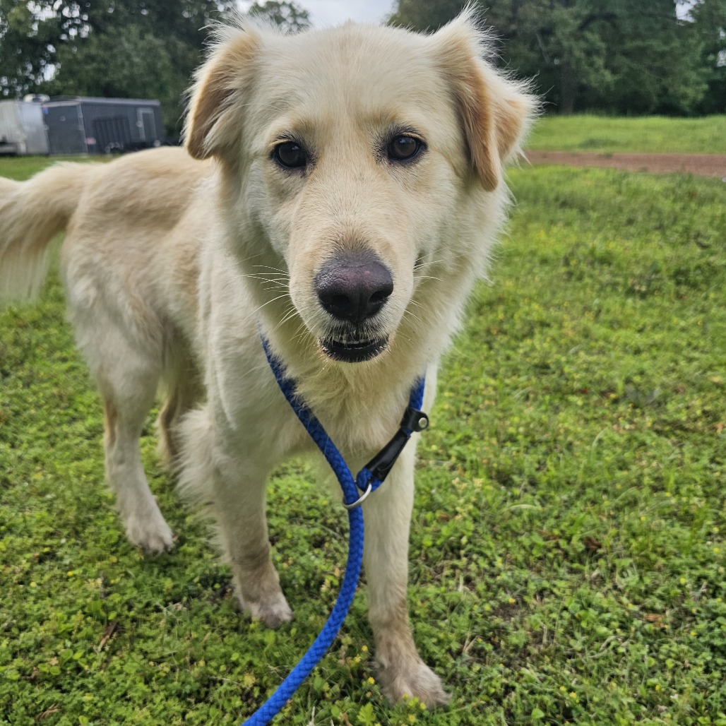 Elle is available for adoption at Let Love Live Rescue & Sanctuary
