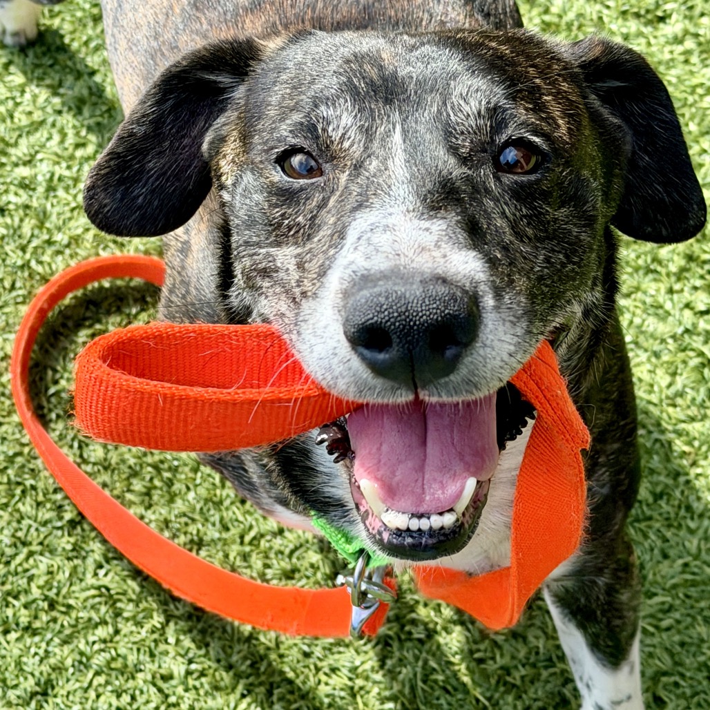 ROCKO - Mixed Breed (Large) available for adoption