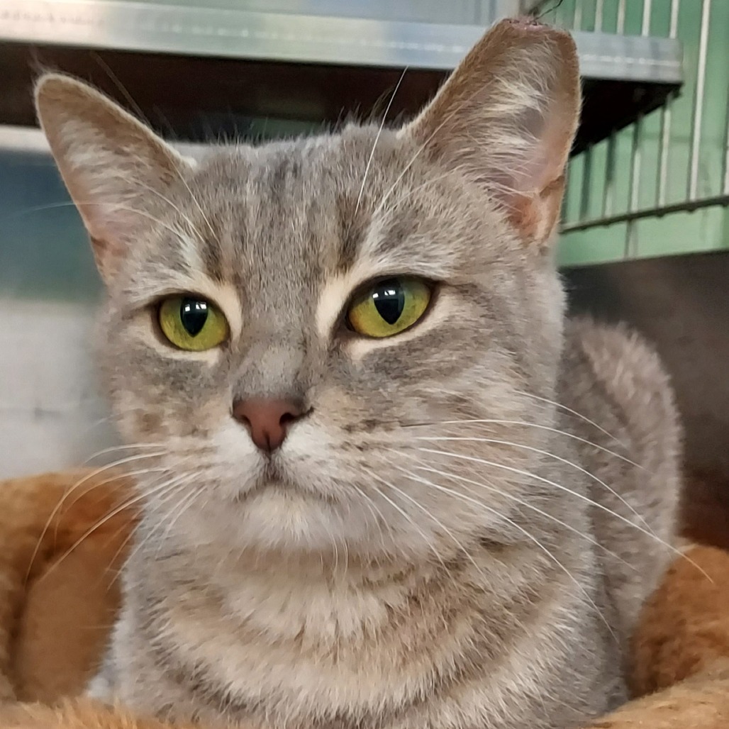 PARIS - Domestic Shorthair available for adoption