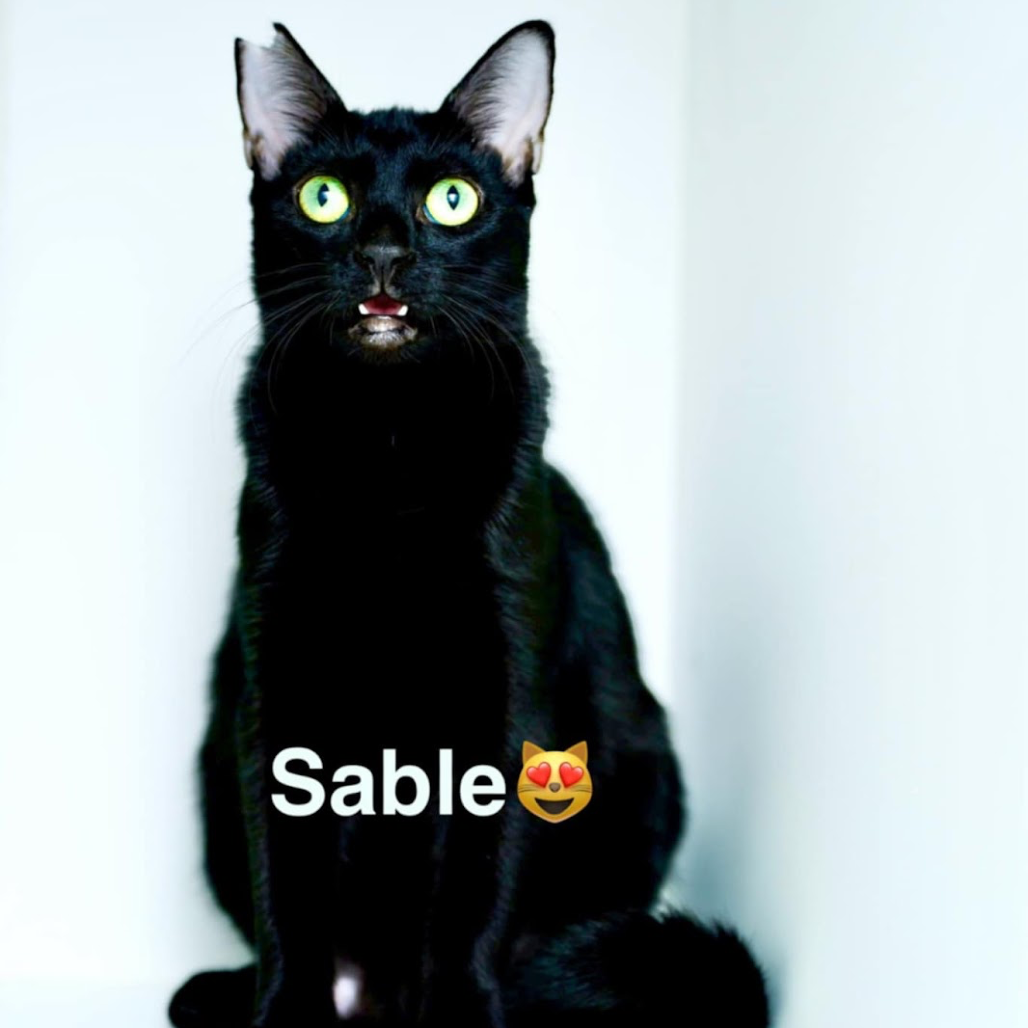 Sable, photo 2