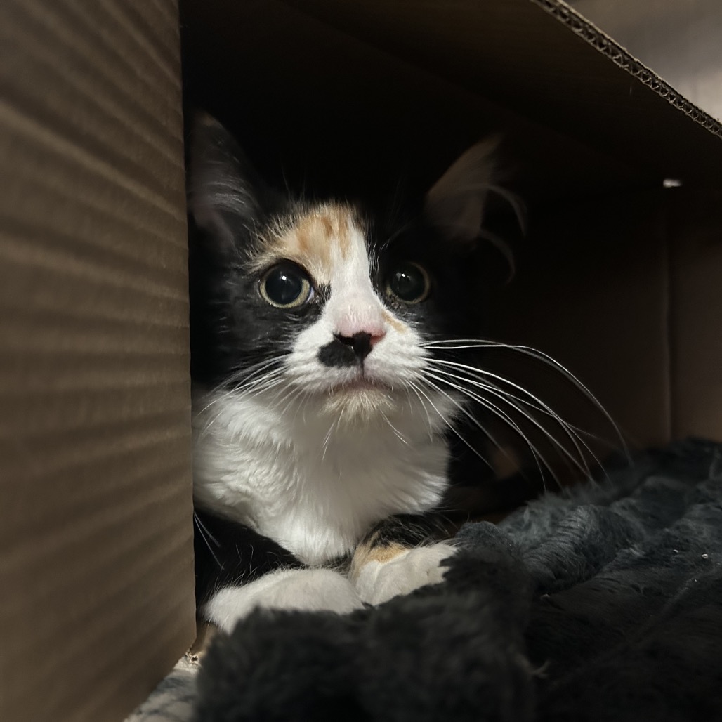 Pepsi Wild Cherry — thumbnail 3