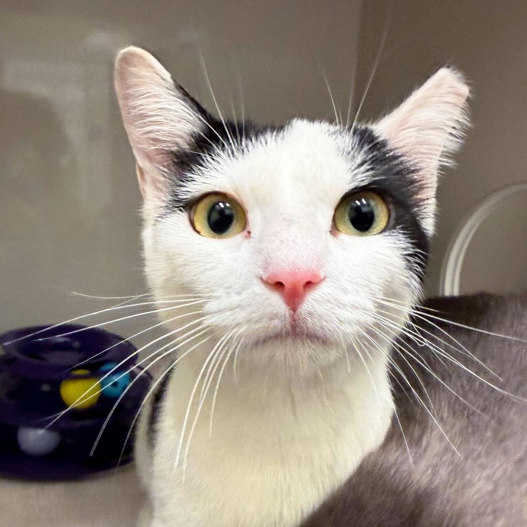 Meadow - Domestic Shorthair