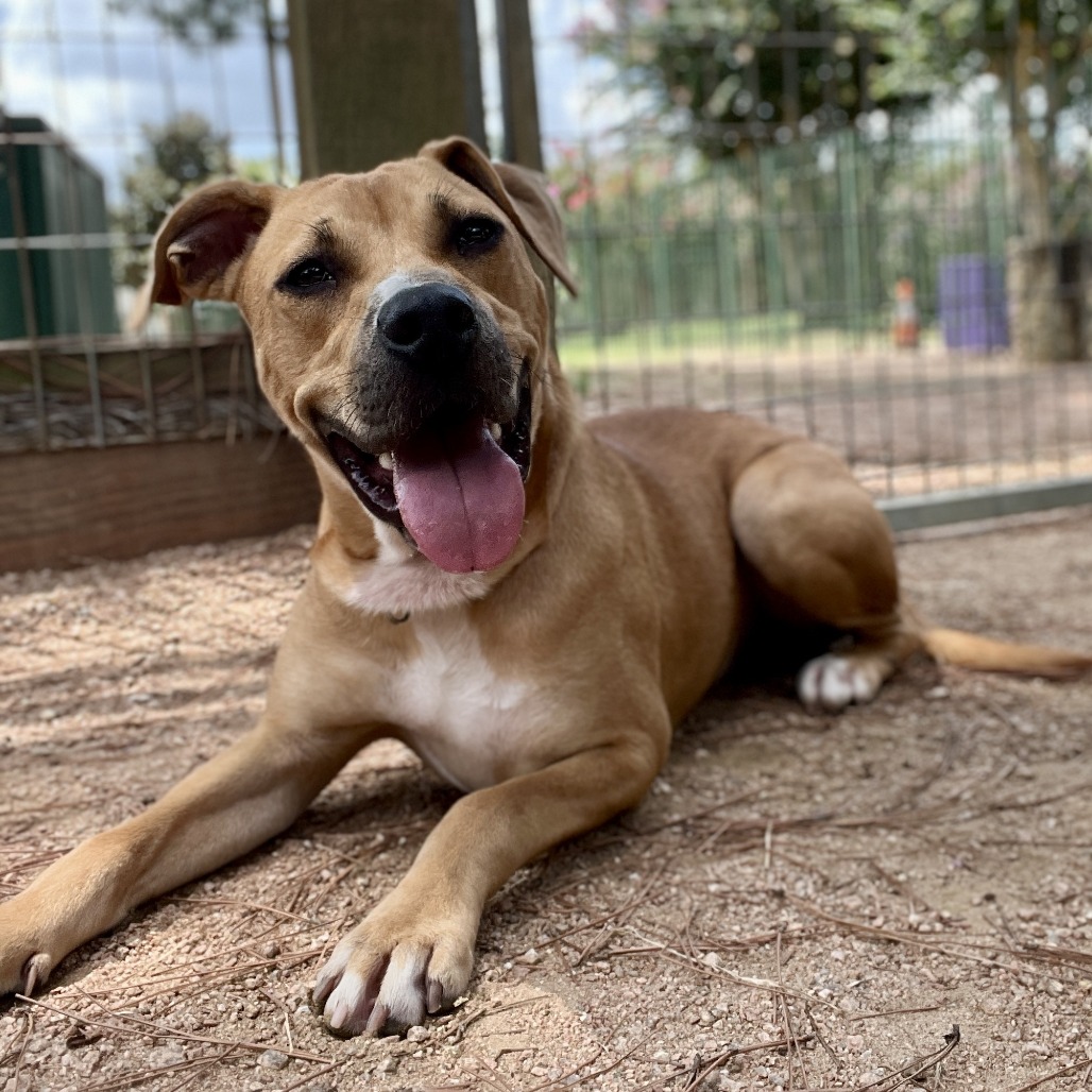 TREVOR - Mixed Breed (Large) available for adoption