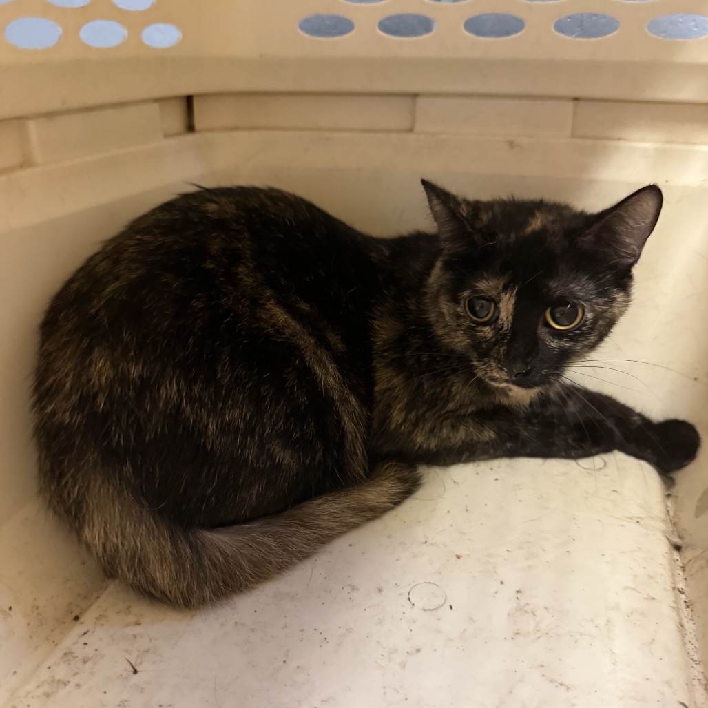Tusc Stray 85570