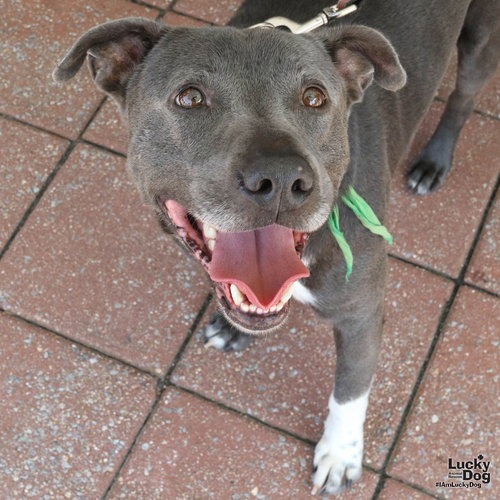 HUFFLEPUFF - Retriever, Labrador / Terrier available for adoption