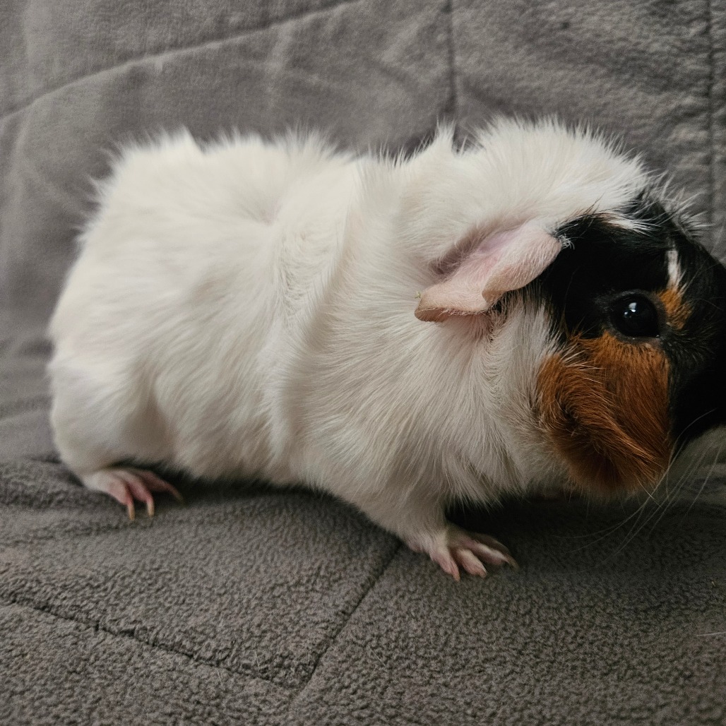 Bean, photo 4