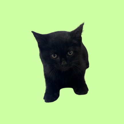 Tusc Stray 81368