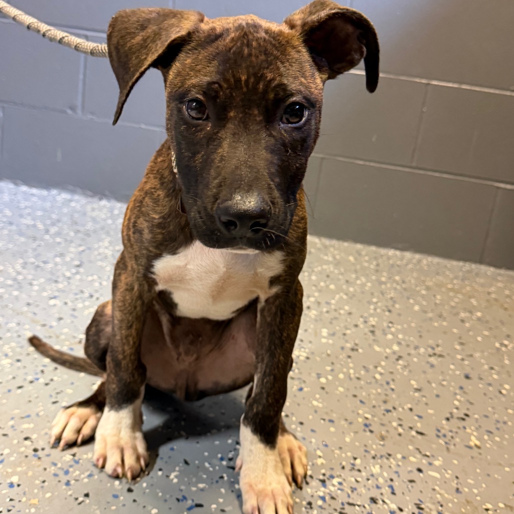  Photo of TUSC-Stray-84781