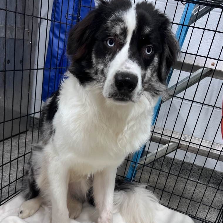Jeffersonville Animal Shelter Adoption