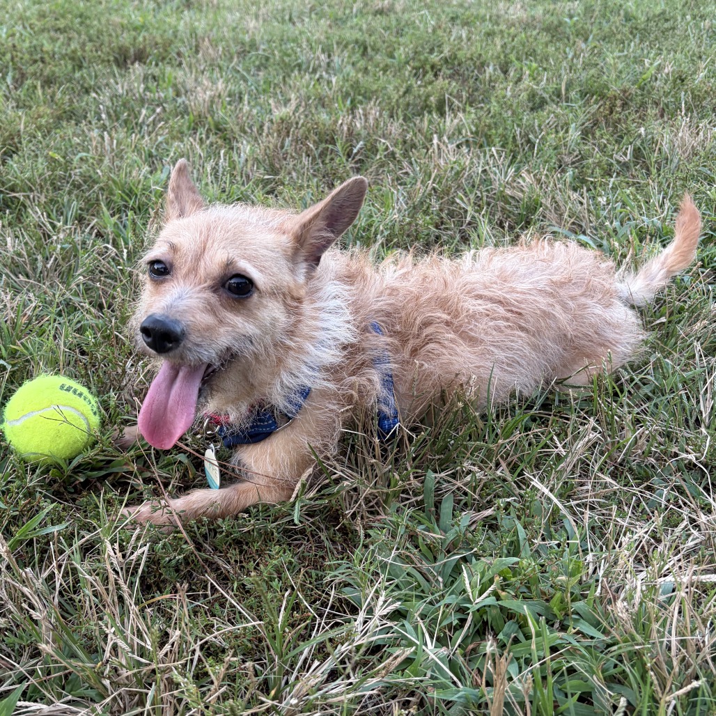 Eevee, photo 7
