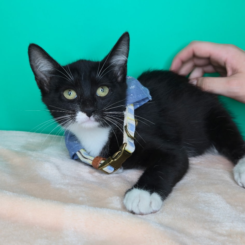 BINX - Domestic Shorthair available for adoption