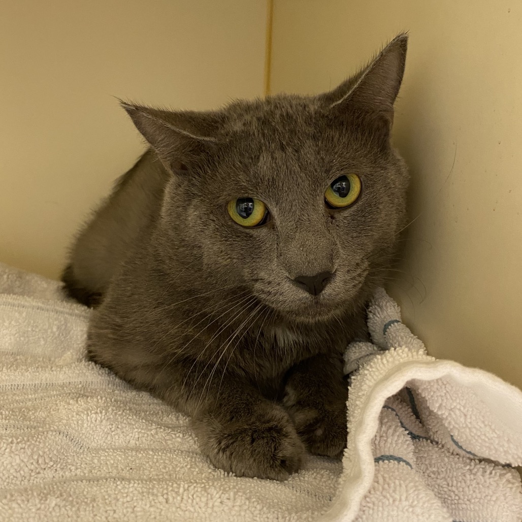 ARSENIO - Domestic Shorthair available for adoption