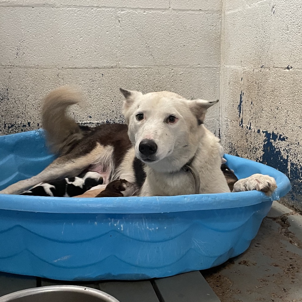 HAIZLEY - Shepherd available for adoption