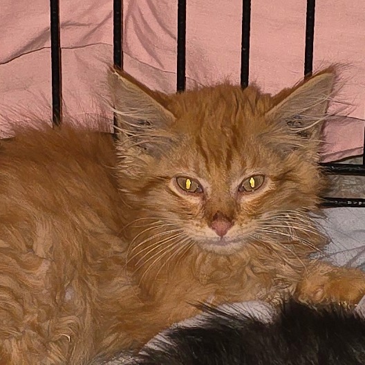 CHEETO - Domestic Longhair available for adoption