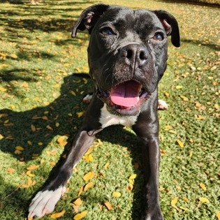 Pansy — thumbnail 6