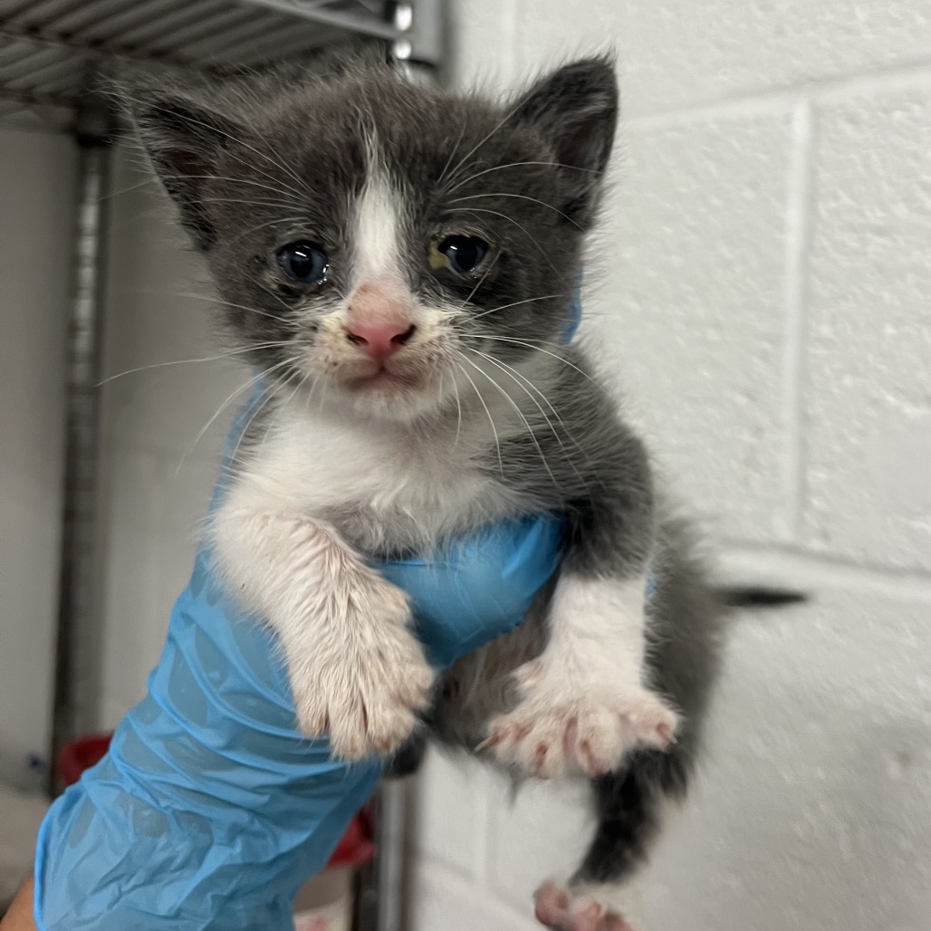 ATLAS A4 - Domestic Shorthair available for adoption
